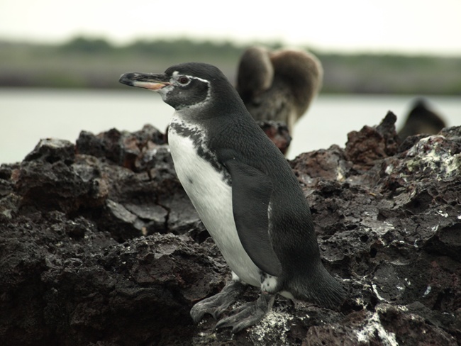 ../../Pictures/050210/067 Galapagos Pinguin.JPG